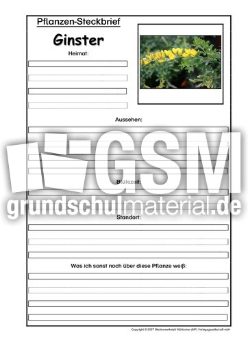 Pflanzensteckbrief-Ginster.pdf